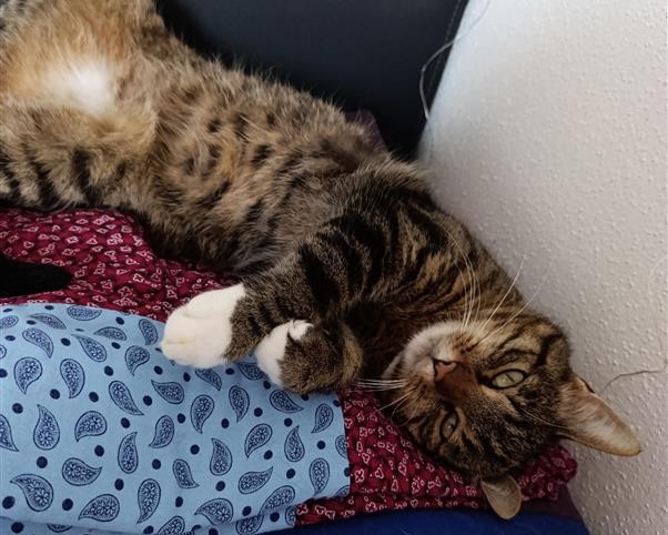 Bild von Katze