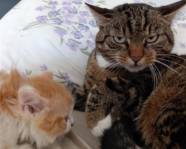 Bild von Katze