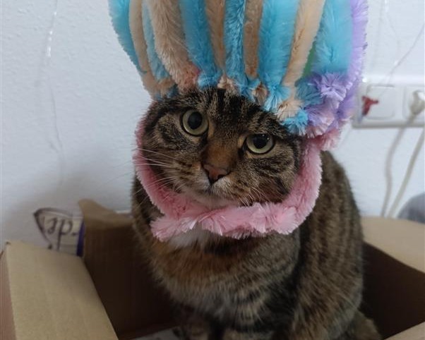 Bild von Katze