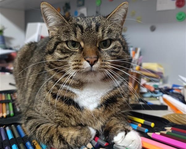 Bild von Katze