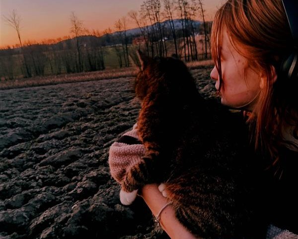 Bild von Katze