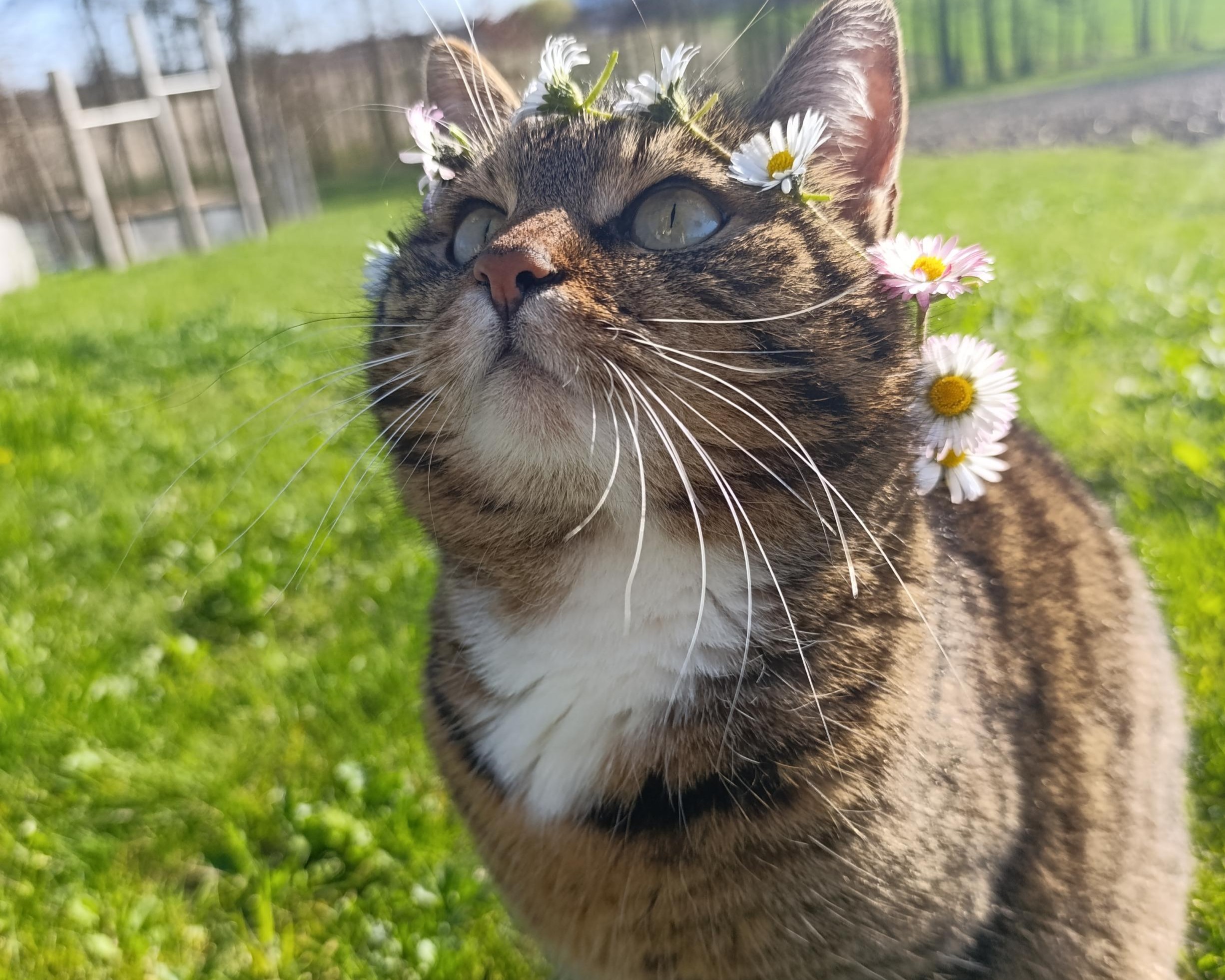 Cora