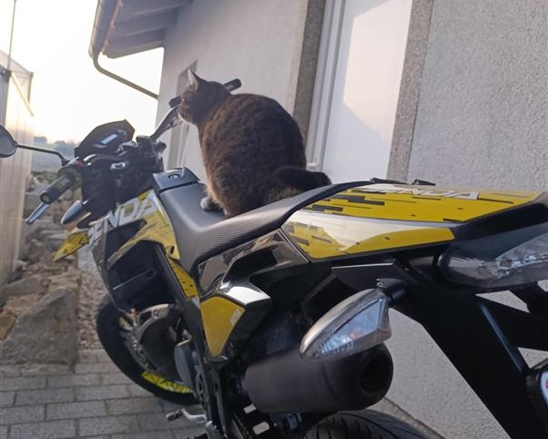 Moped