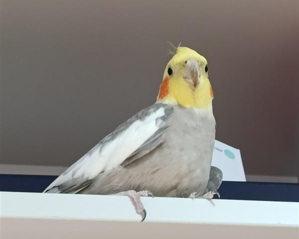 Bild von Vogel