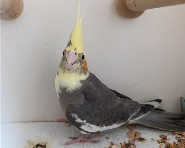 Bild von Vogel