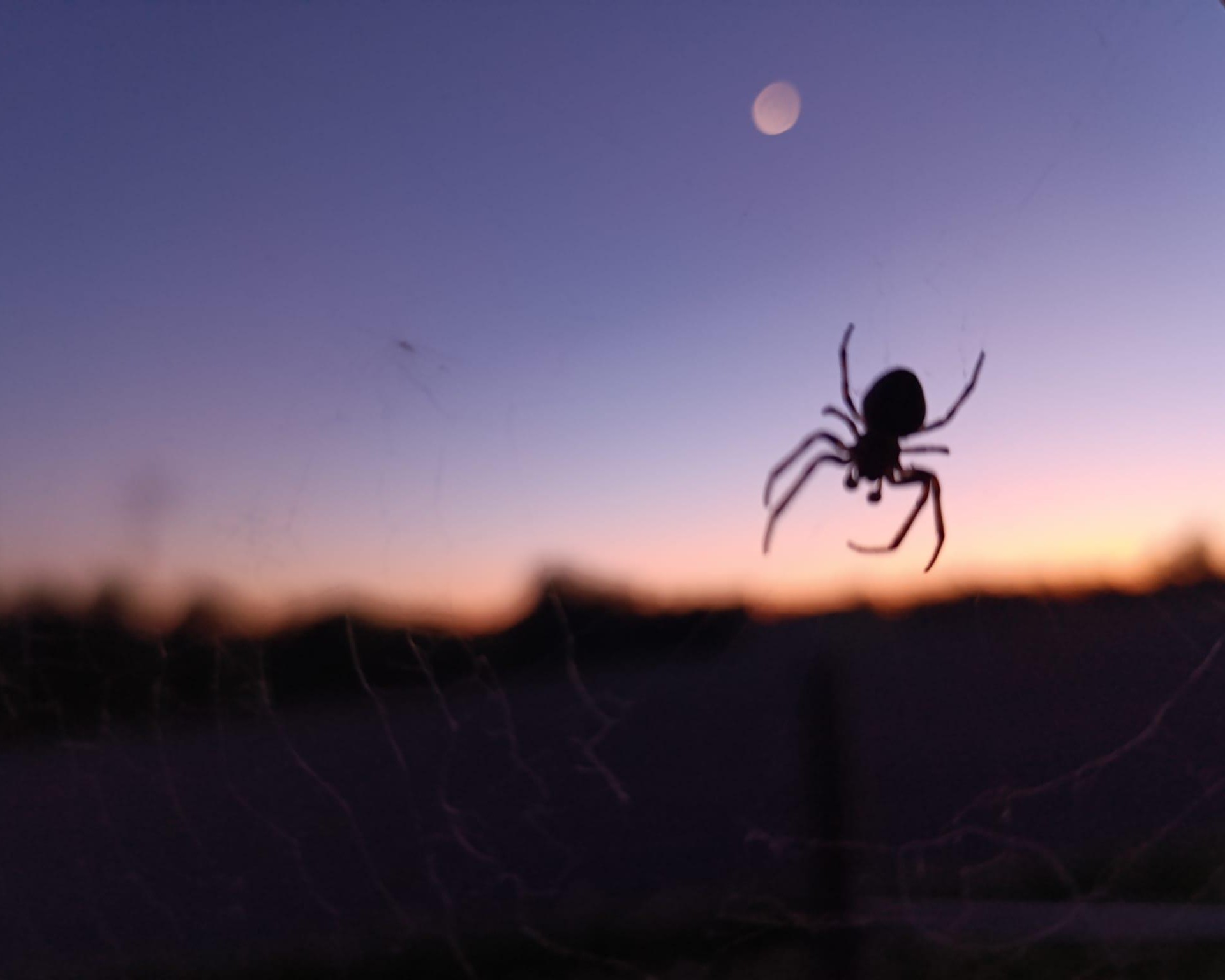Bild von Spinne