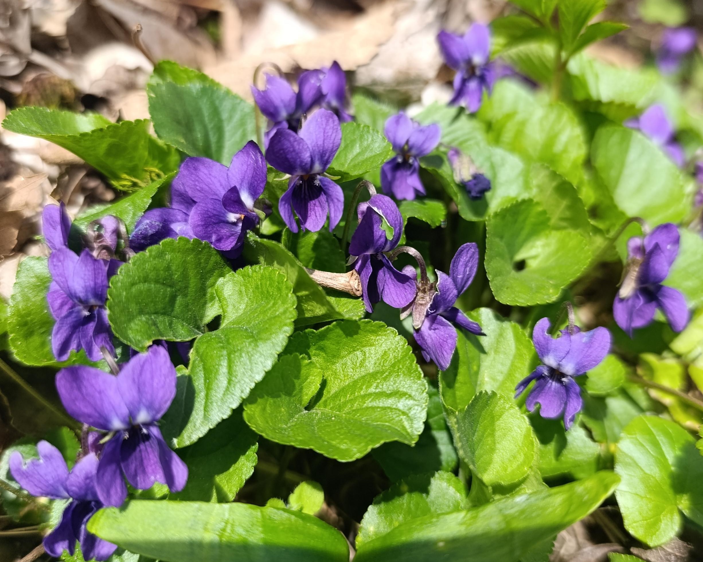 Bild von Blume